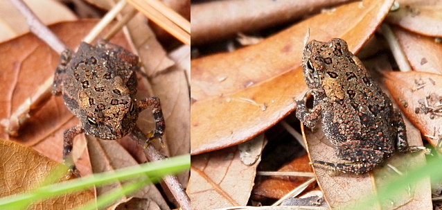 [Two photos spliced together. The one on the left is the toad facing the camera while supported on its very skinny front legs. The toad is shades of brown and tan(across its parotid glands) with black spots scattered across its skin. The black spots each contain a couple of reddish warts. The photo on the right is the toad facing away from the camera.]